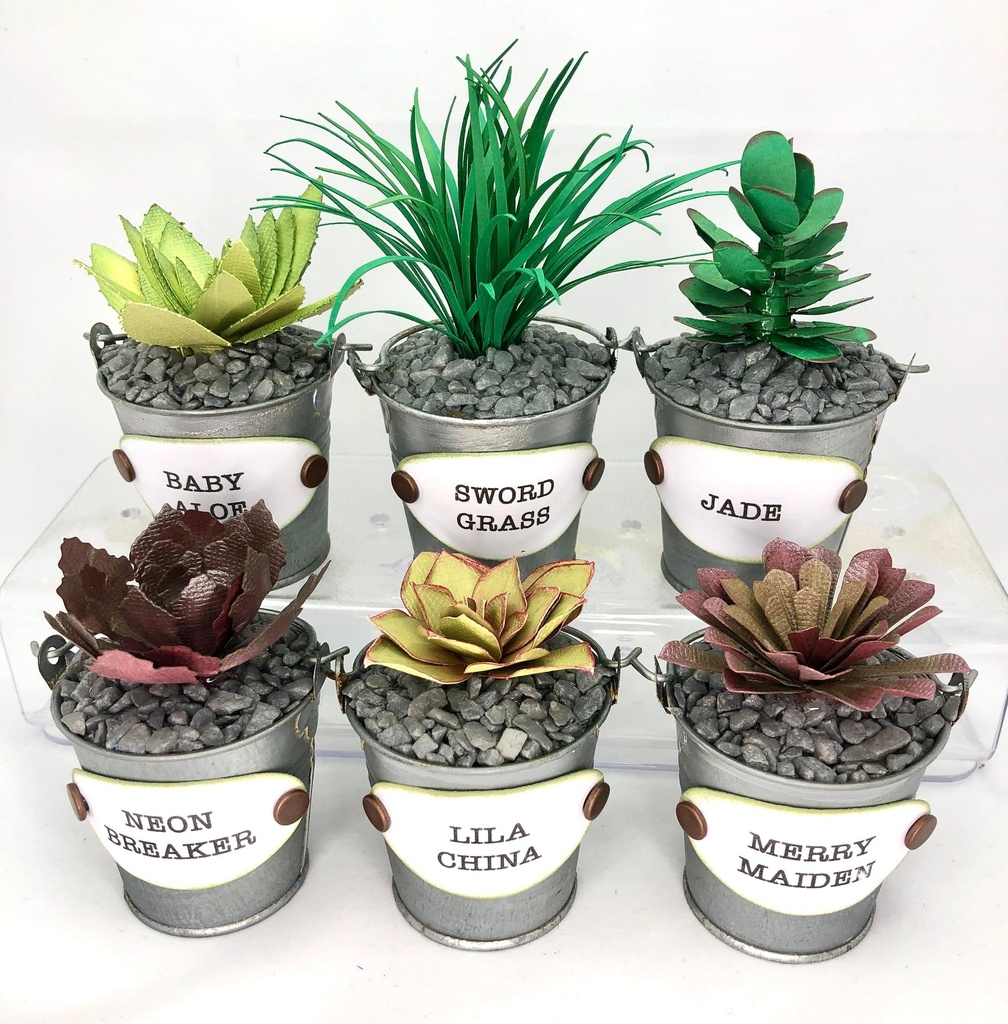 Sharon Callis Sensational Succulents - Merry Maiden