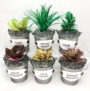 Sharon Callis Sensational Succulents - Merry Maiden