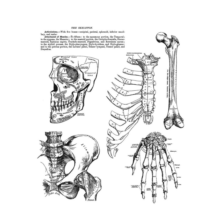 Tim Holtz - Stampers Anonymous Cling Stamps - Anatomy Chart
