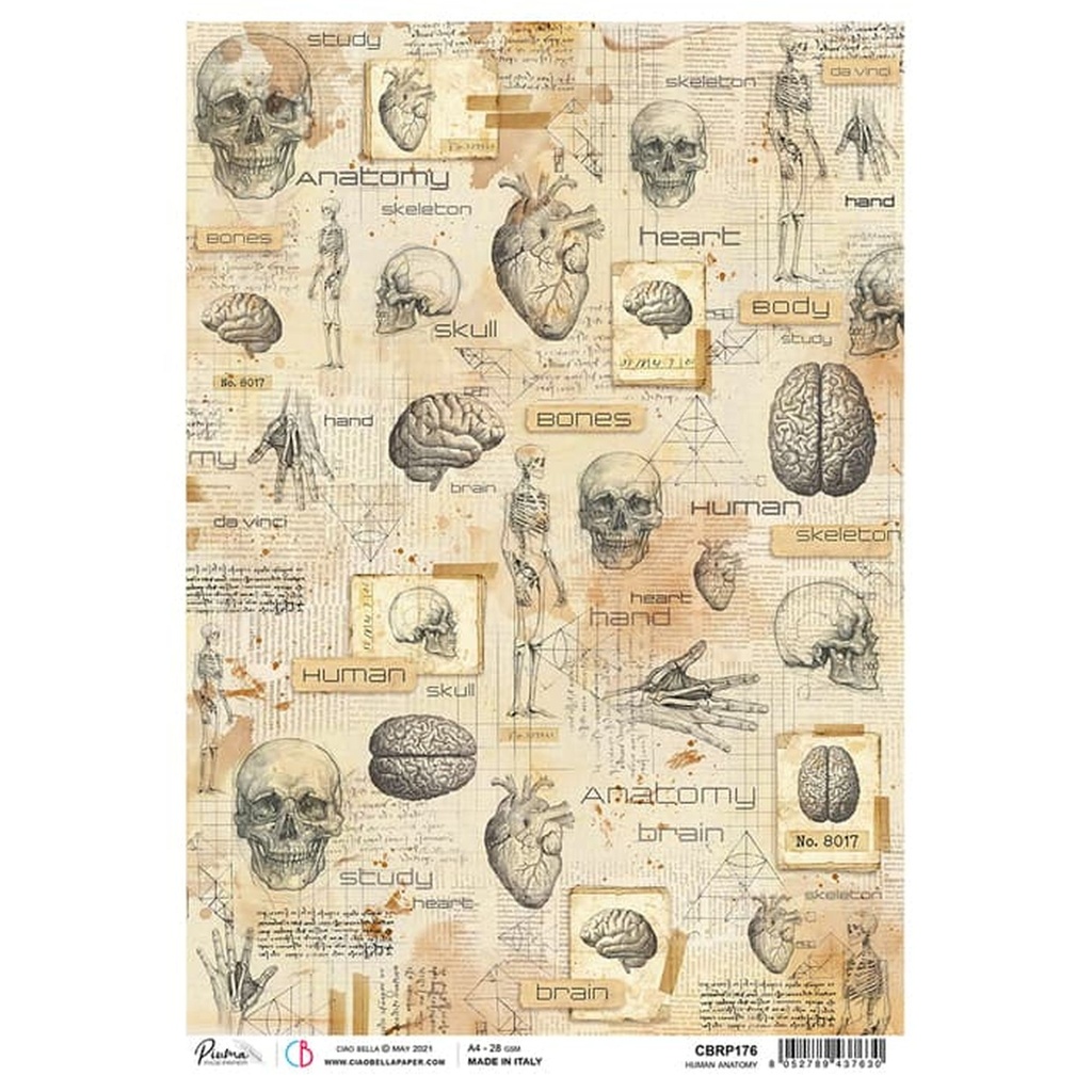 Ciao Bella Paper - Human Anatomy A4 rice paper (SINGLE Sheet)