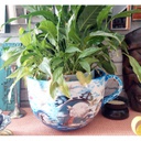 Colossal Mug / Tea Cup box of 2