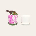 Flower Pot & Saucer (carton of 6)