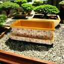 Bonsai Dish & Tray (Carton of 6)