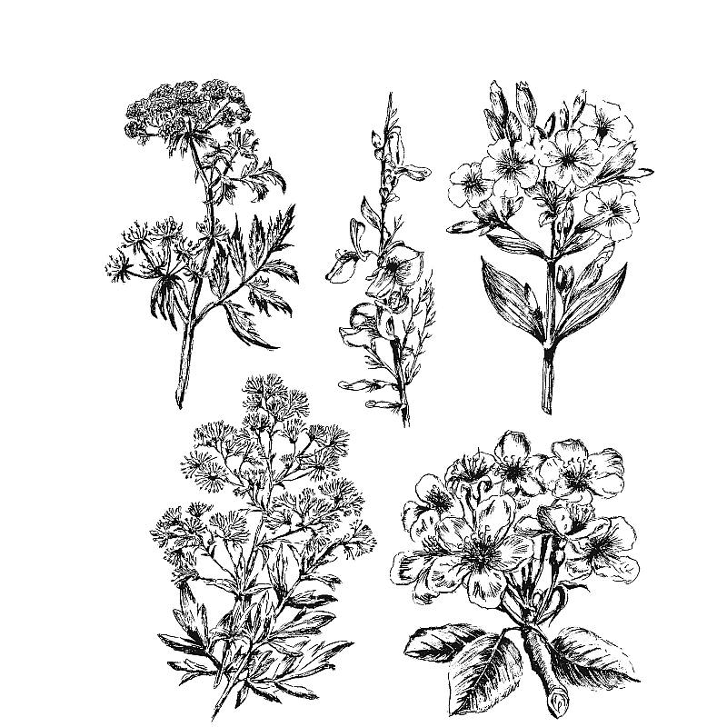 Tim Holtz - Stampers Anonymous Cling Stamps - Illustrated Garden