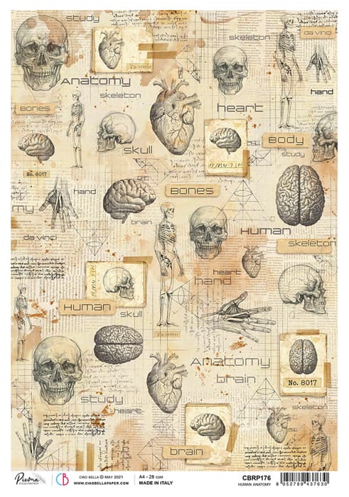 Human Anatomy - Ciao Bella Piuma Rice Paper A4 - 5 pack