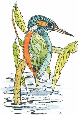 AW Kingfisher - Traditional Wood Mounted Stamp