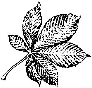 Horse Chestnut Leaf - Traditional Wood Mounted Stamp