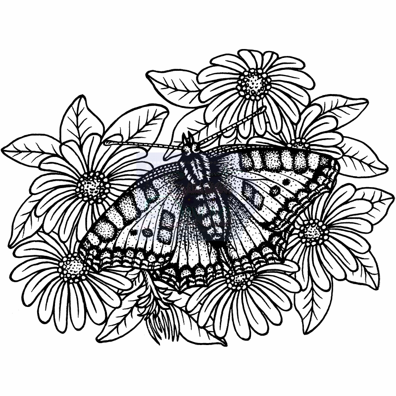 Sweet Dixie Tortoiseshell Butterfly on Michaelmas Daisies