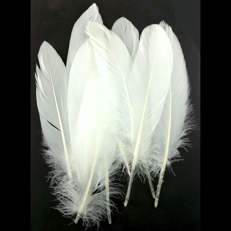 Sweet Dixie Pack of 10 White Feathers