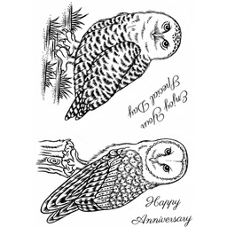 [SDCSA6302] SD Snowy Owl and Barn Owl