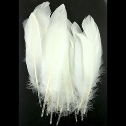 [SDF0020] Sweet Dixie Pack of 20 White Feathers